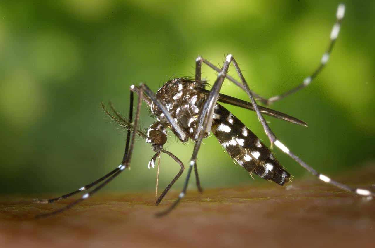 Adventure Traveller - Dengue Fever: The Avoidable Threat